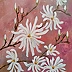 Małgosia Mutor Bar - " Magnolia gwiaździsta z mojego ogrodu" 30/40